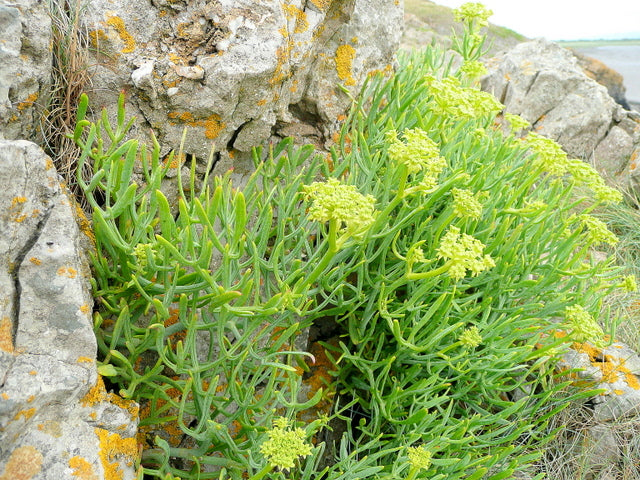 Criste marine