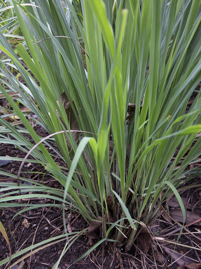 Citronnelle de Madagascar