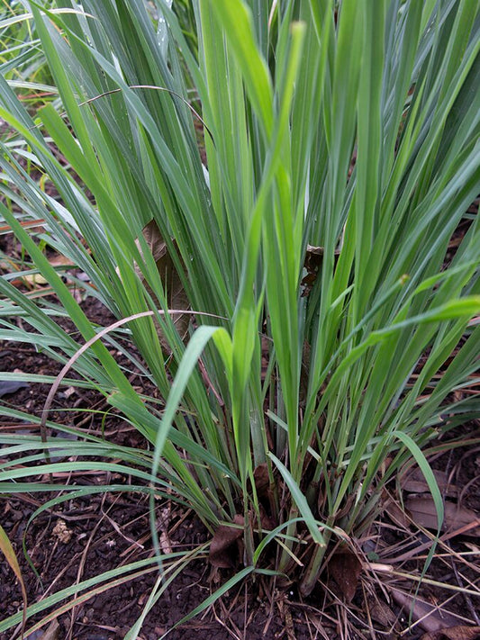 Citronnelle de Madagascar