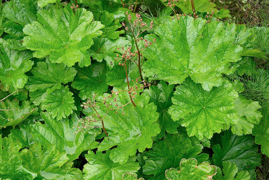 Rhubarbe Indienne