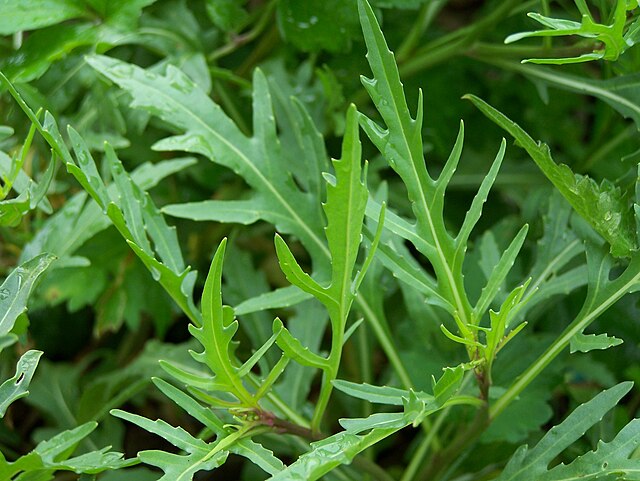 Roquette Vivace