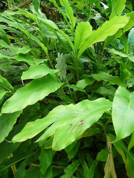 Cardamome