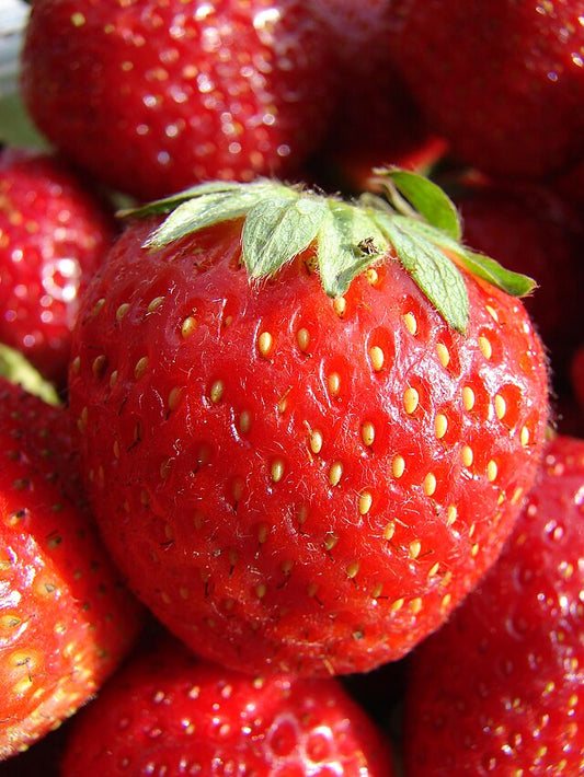 Fraisier ‘Rubis des Jardins’