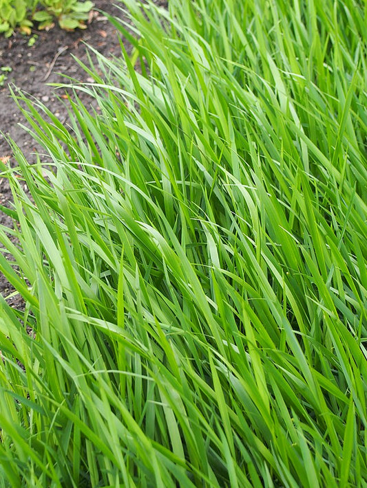 Herbe aux Bisons