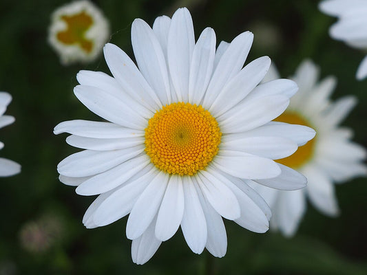 Marguerite commune