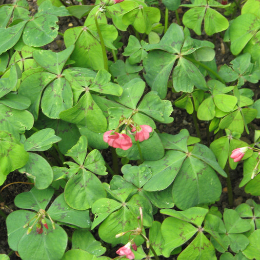 Oxalis à quatre folioles