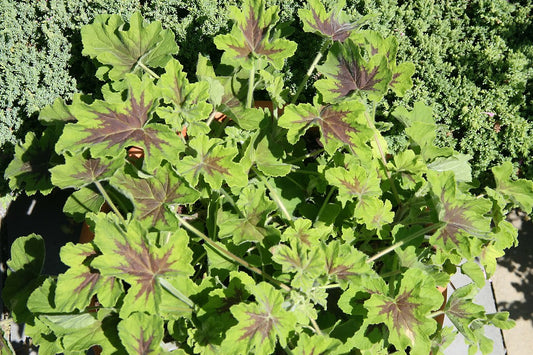Géranium menthe 'Chocolate'