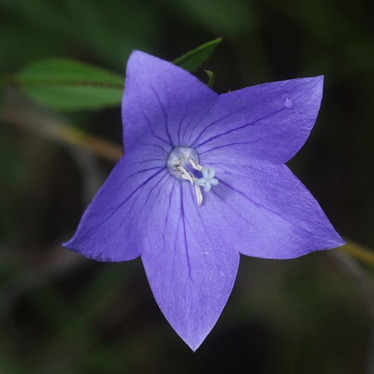 Platycodon