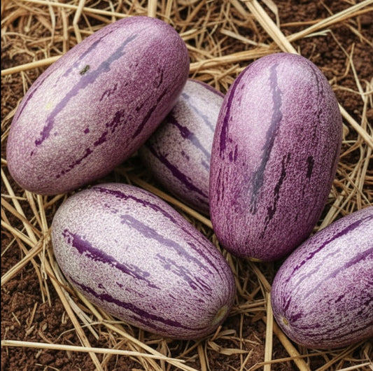 Pépino 'Putumayo'
