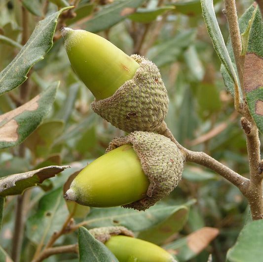 Chêne vert à Glands doux
