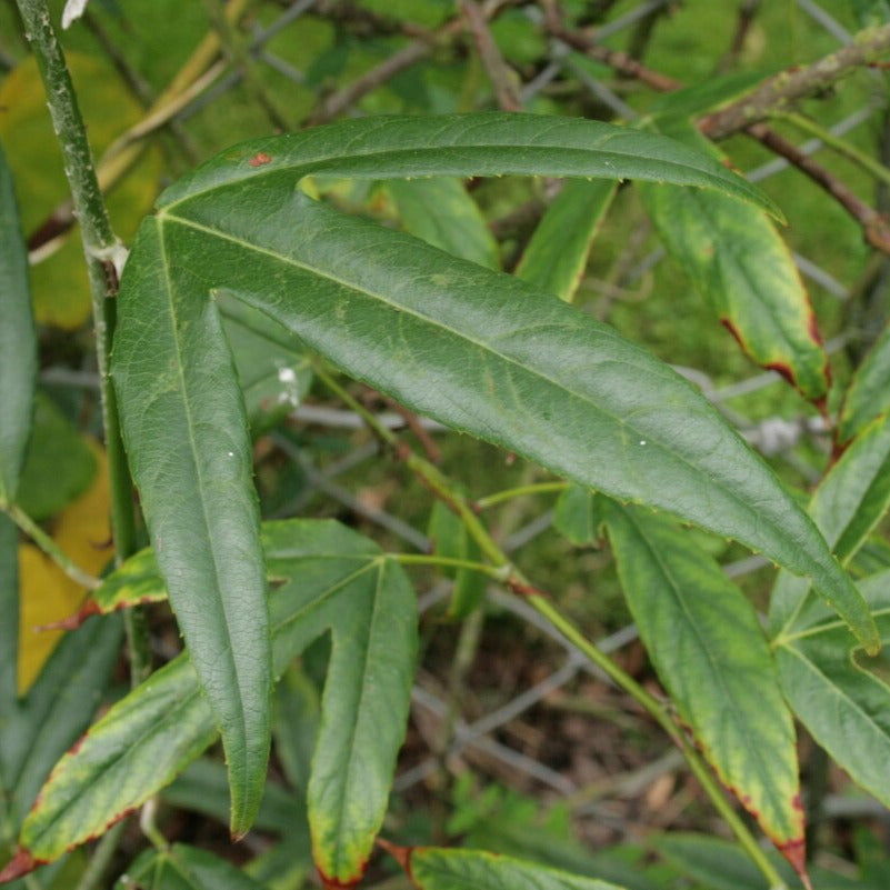 Ronce à feuilles de bambou