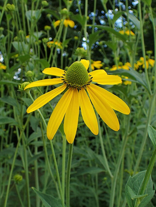 Rudbeckie Laciniée