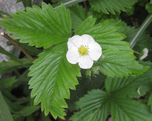 Fraisier ananas ‘Snow white pineberry XL’