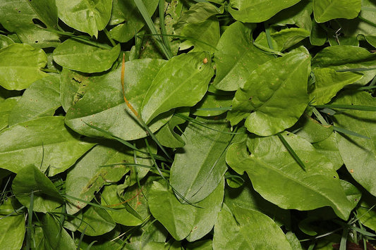 Oseille 'Profusion'
