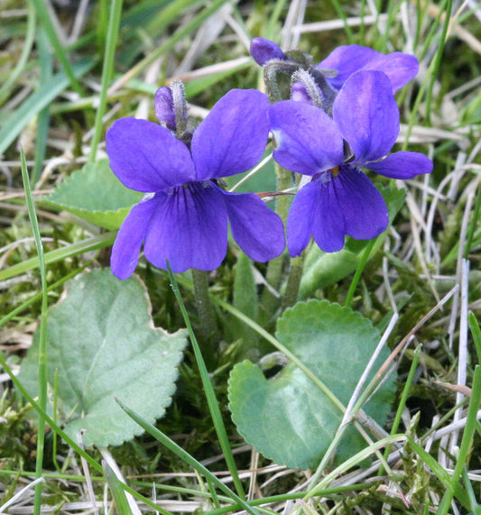 Violette odorante 'Reine Charlotte'