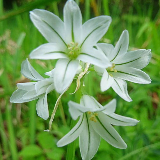 Ail triquètre