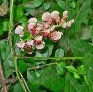 Apios tubéreux ‘Nutty’