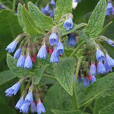 Consoude bleue