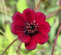 Cosmos Chocolat