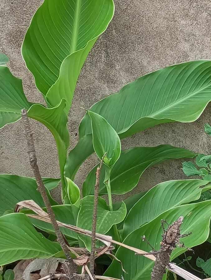Curcuma 'White Wonder'