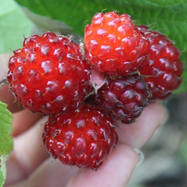 Ronce 'Dorman Red'