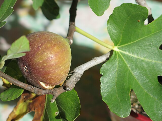 Figuier 'Osborn Prolific'