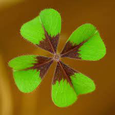 Oxalis à quatre folioles 'Iron Cross'