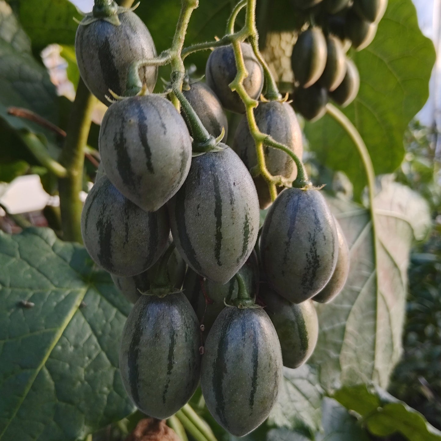 Tamarillo Rustique