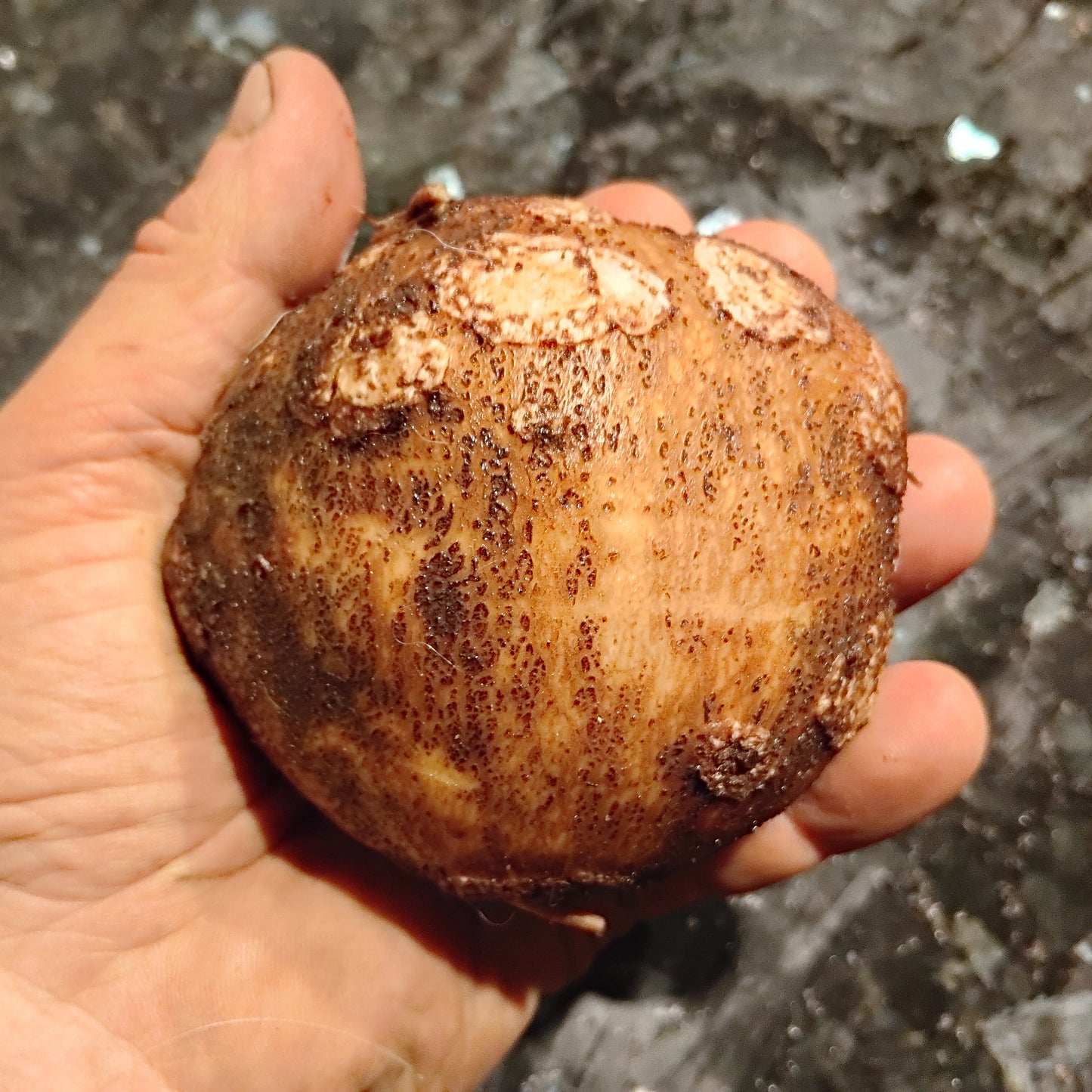 Apios tubéreux ‘Nutty’