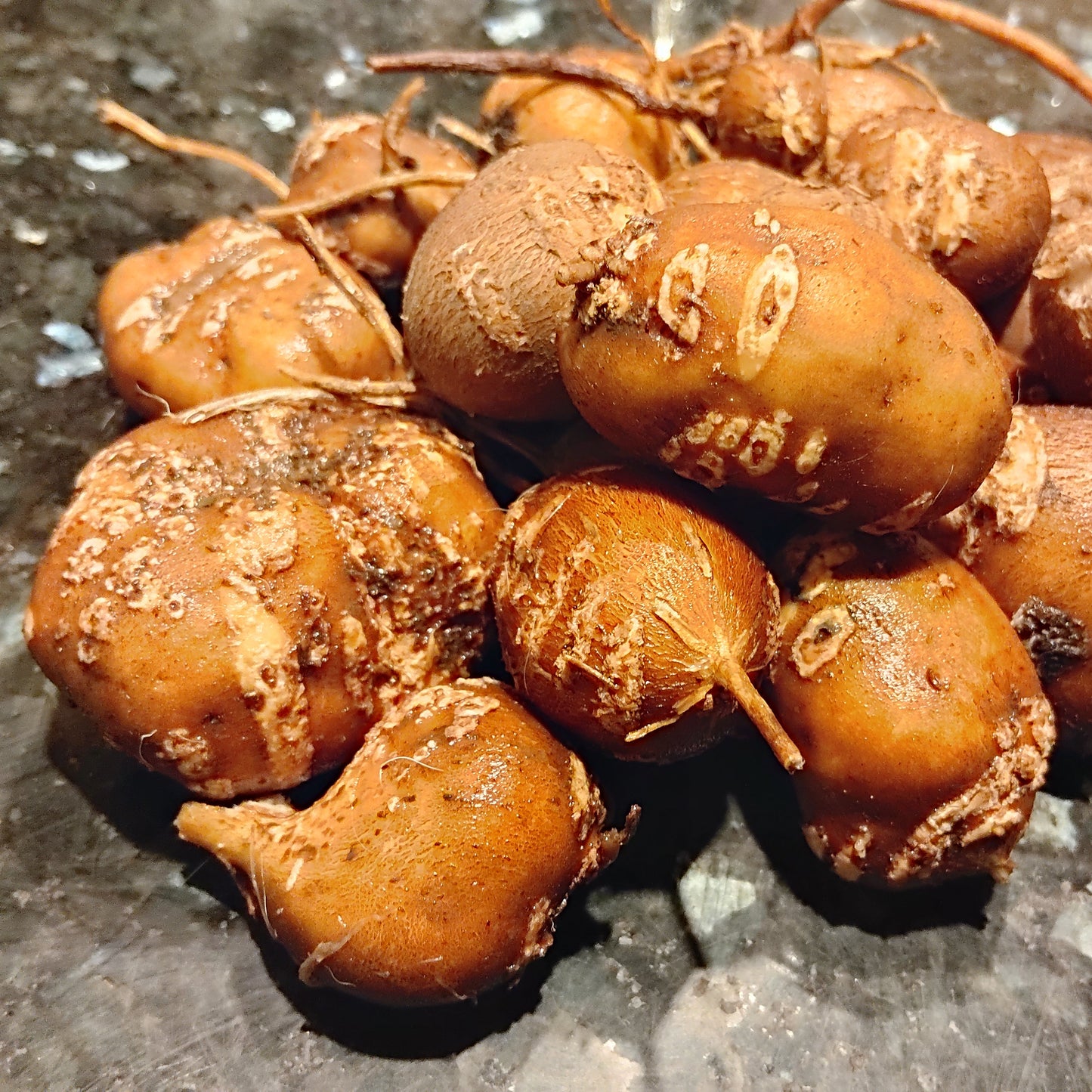 Apios tubéreux ‘Nutty’