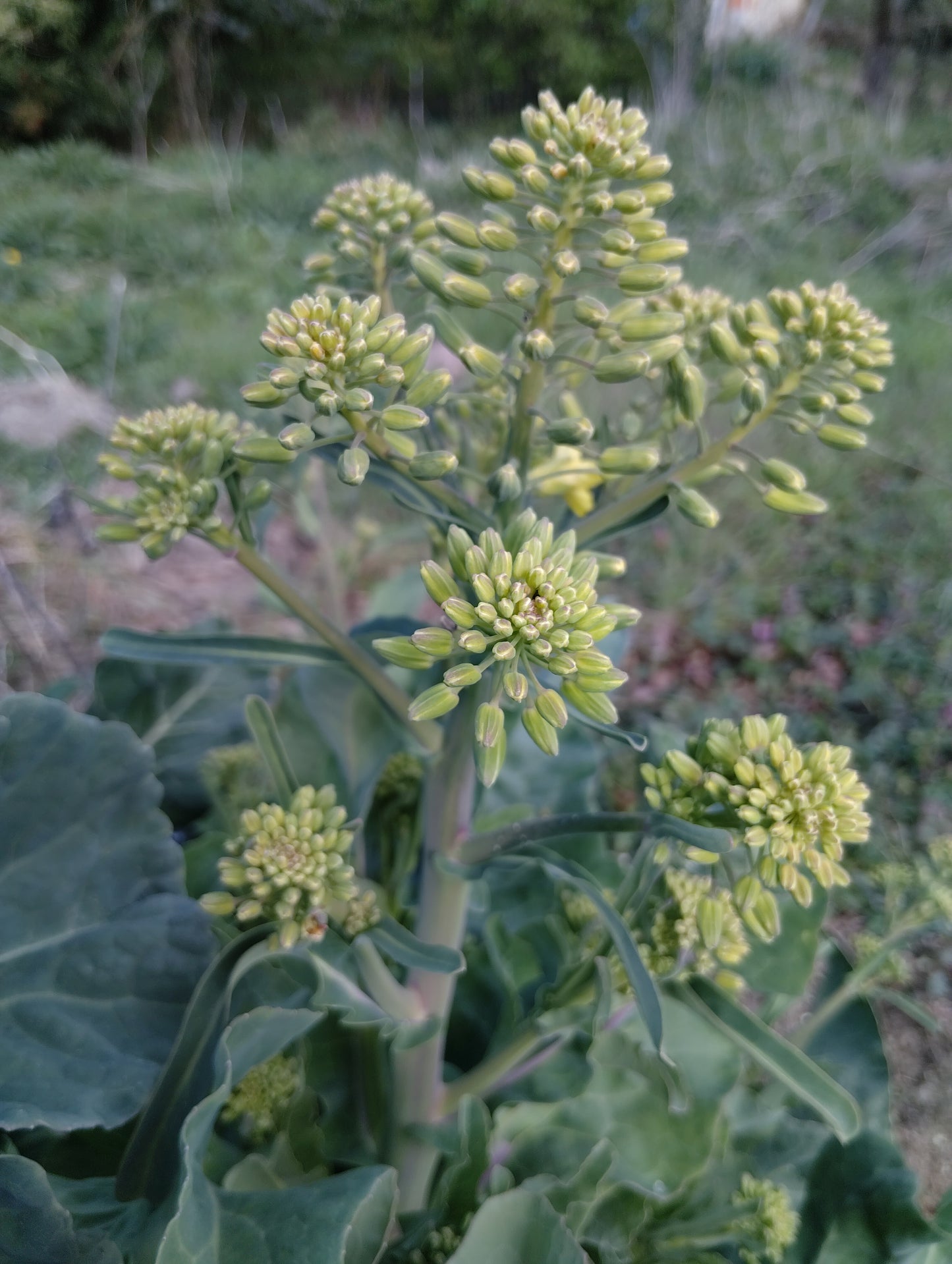 Chou de Crète