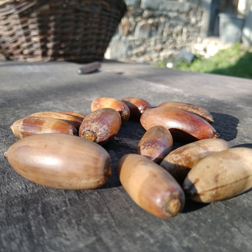 Chêne vert à Glands doux