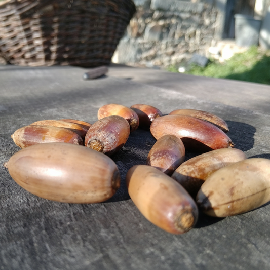 Chêne vert à Glands doux