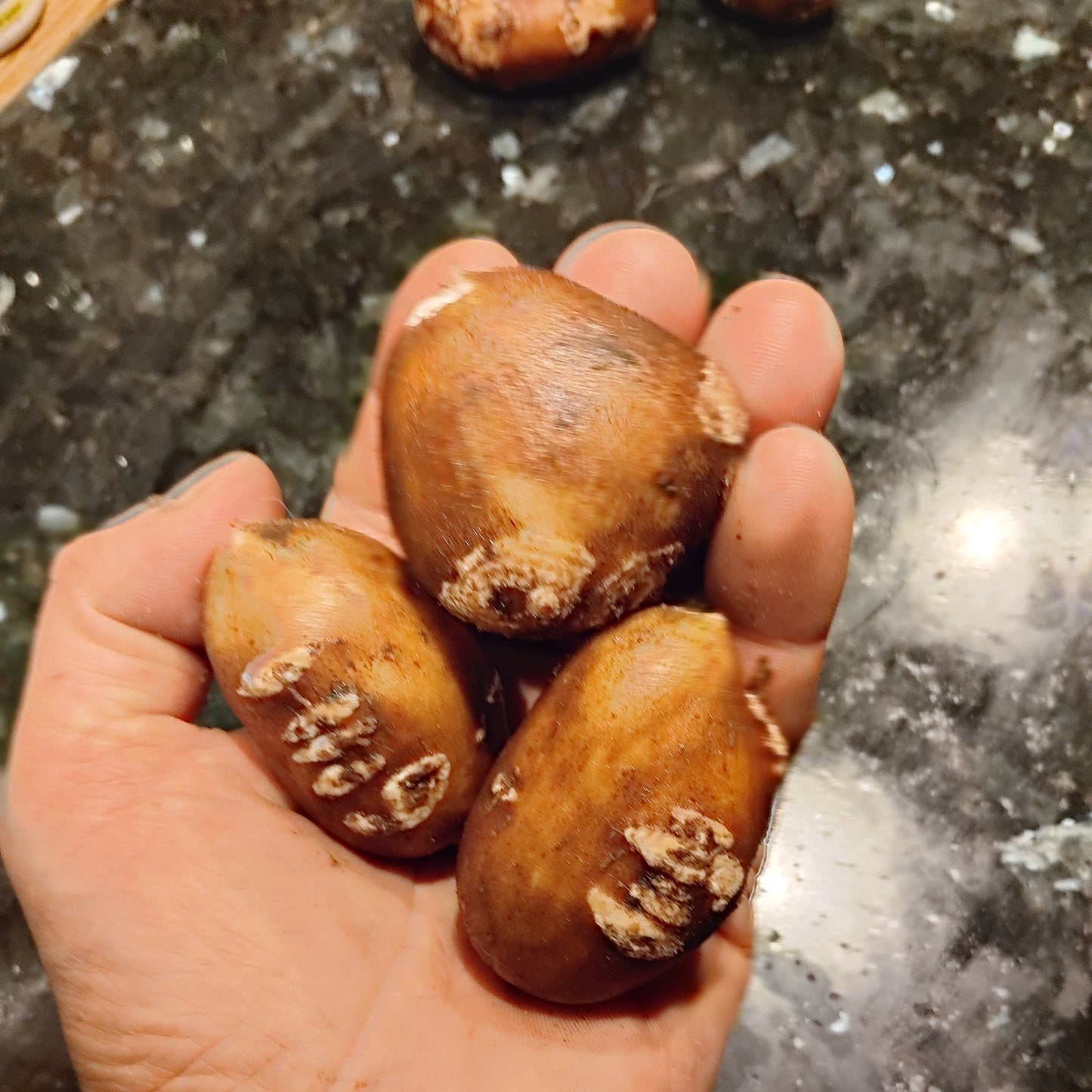 Apios tubéreux ‘Nutty’