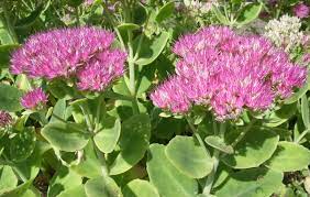 Sedum remarquable